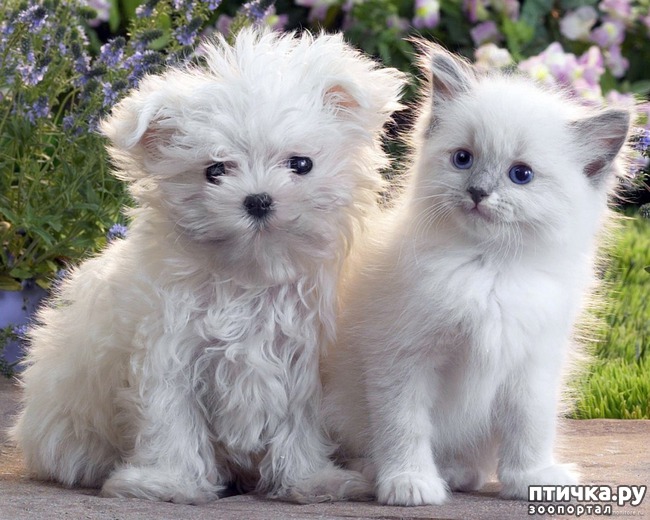 ���� 10: �����������: ��� ����� � �������-2!