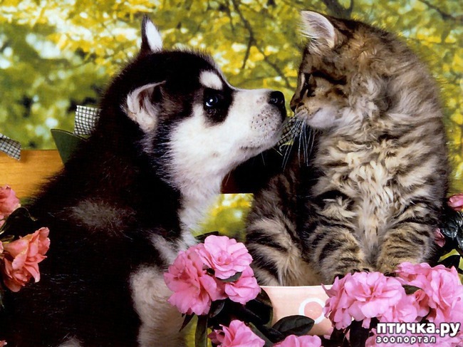 ���� 11: �����������: ��� ����� � �������-2!