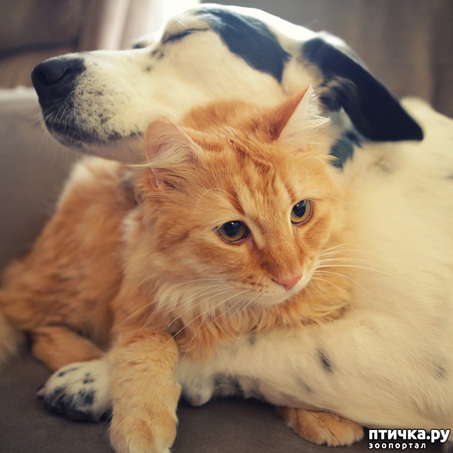 ���� 13: �����������: ��� ����� � �������-2!