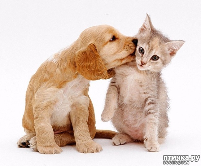 ���� 15: �����������: ��� ����� � �������-2!