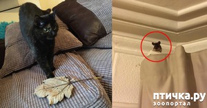 ����: ���������� ��� ������ �������))