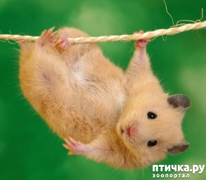 ����: ������ � ���������� ��������.