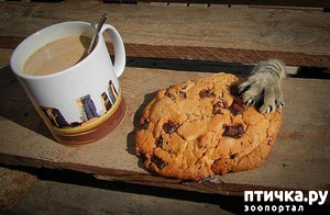 ����: ������, ������� ������� ��������