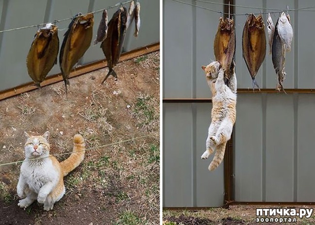 ���� 5: ������, ������� ������� ��������