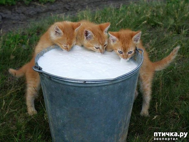 ���� 11: ������, ������� ������� ��������