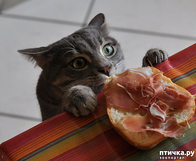 ���� 13: ������, ������� ������� ��������