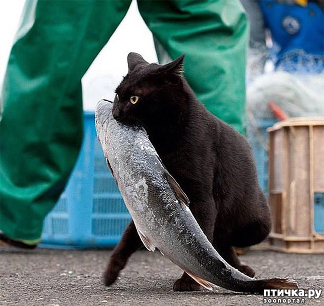 ���� 15: ������, ������� ������� ��������