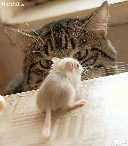 ���� 3: ��������� �����������: �����-�����-2!