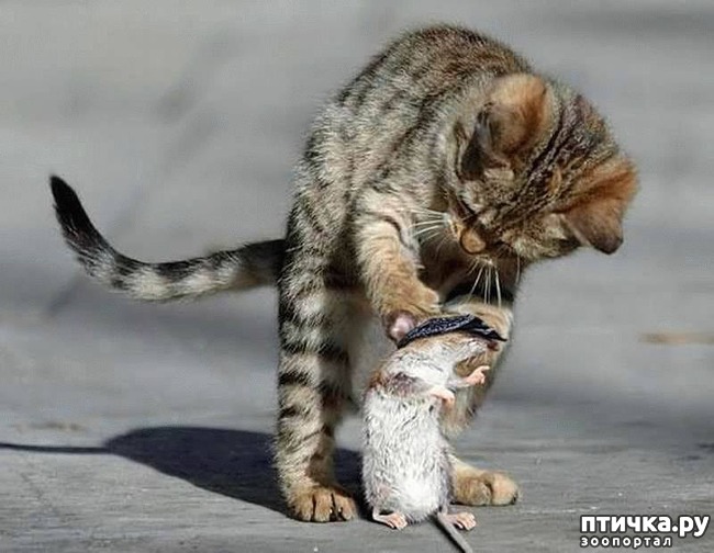 ���� 4: ��������� �����������: �����-�����-2!