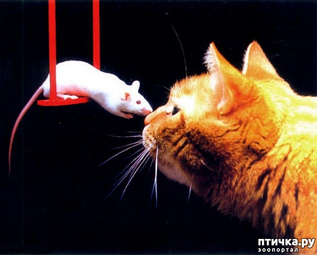 ���� 7: ��������� �����������: �����-�����-2!