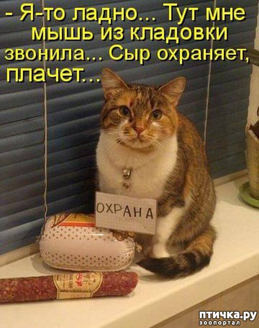 Картинки с приколами про кошек и мышей, для подруги