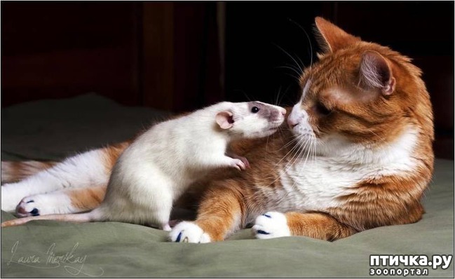 ���� 14: ��������� �����������: �����-�����-2!