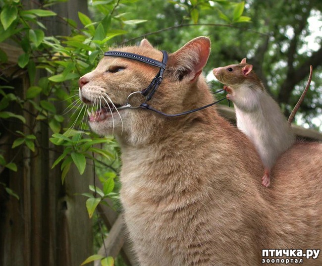 ���� 16: ��������� �����������: �����-�����-2!