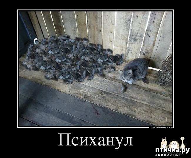 ���� 17: ��������� �����������: �����-�����-2!