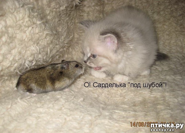 ���� 3: ��������� �����������: �����-�����-3!