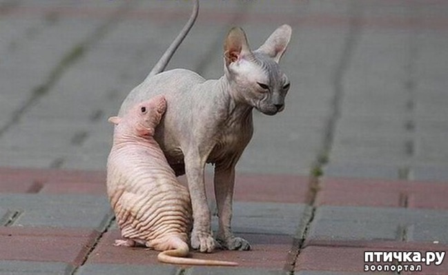 ���� 7: ��������� �����������: �����-�����-3!