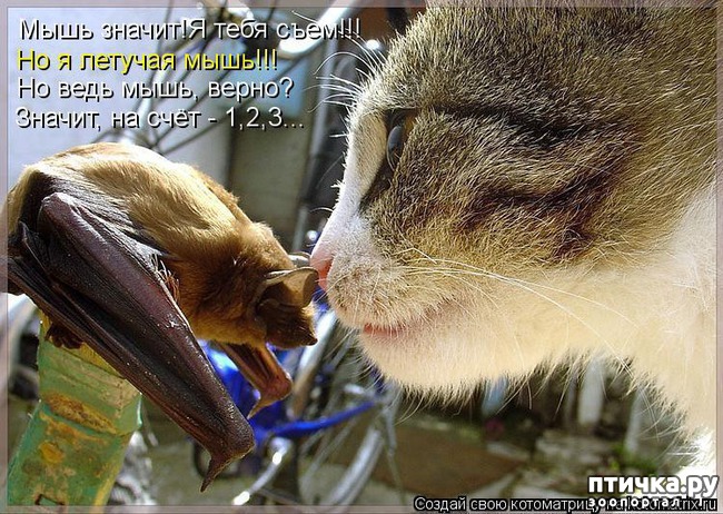 ���� 11: ��������� �����������: �����-�����-3!