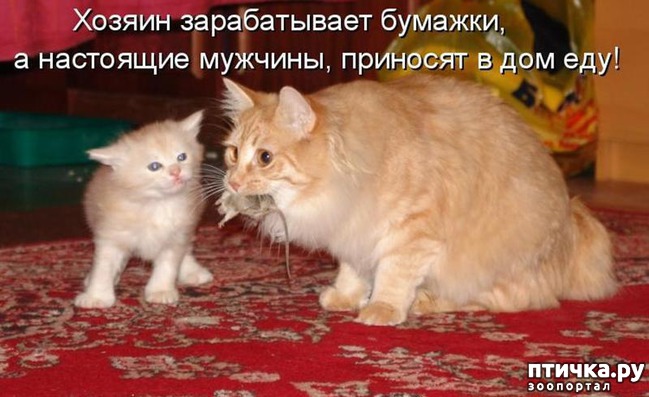 ���� 25: ��������� �����������: �����-�����-3!