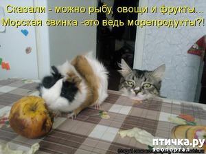 ����: ��������� �����������: �����-�����-3!