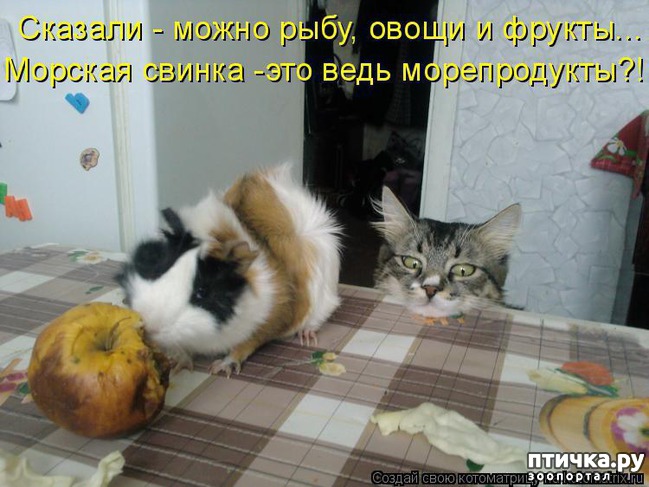 ���� 1: ��������� �����������: �����-�����-3!