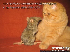 ����: ��������� �����������: �����-�����!