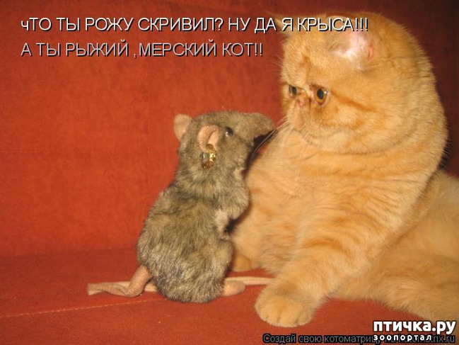 ���� 1: ��������� �����������: �����-�����!