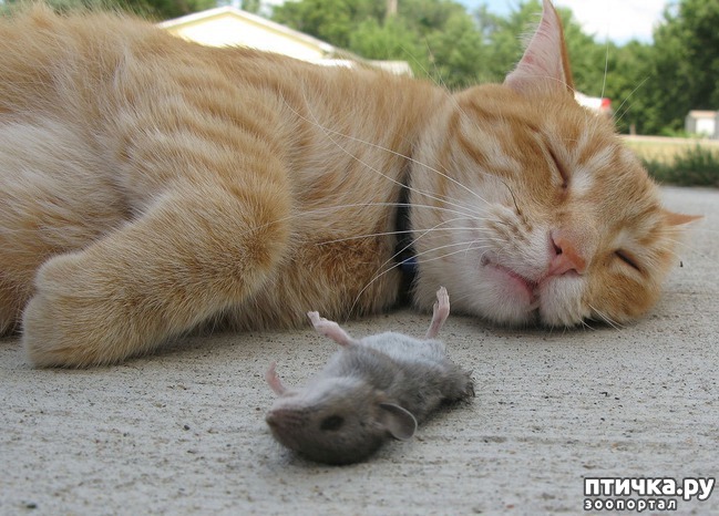 ���� 5: ��������� �����������: �����-�����!