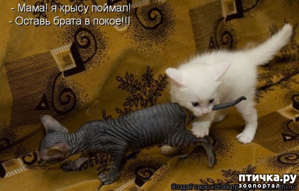 ���� 6: ��������� �����������: �����-�����!