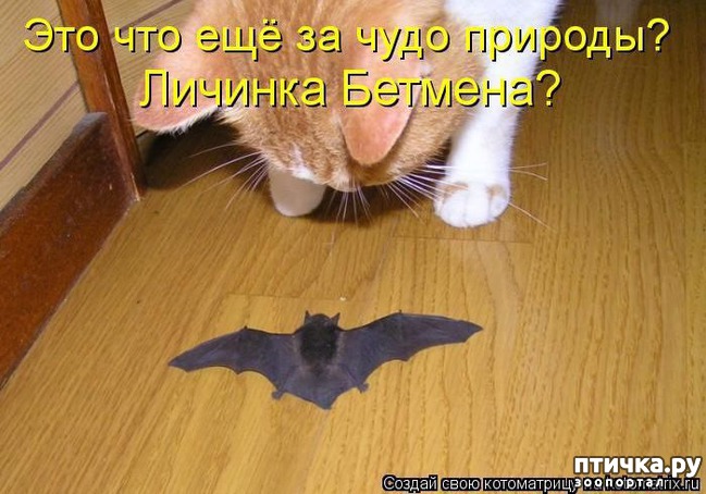 ���� 8: ��������� �����������: �����-�����!