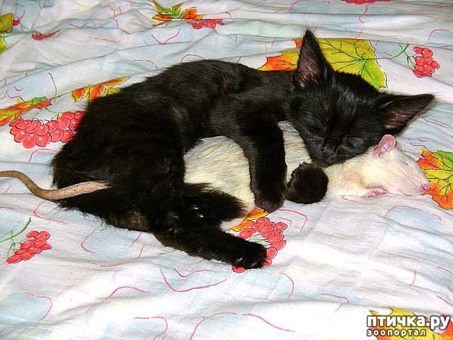 ���� 12: ��������� �����������: �����-�����!