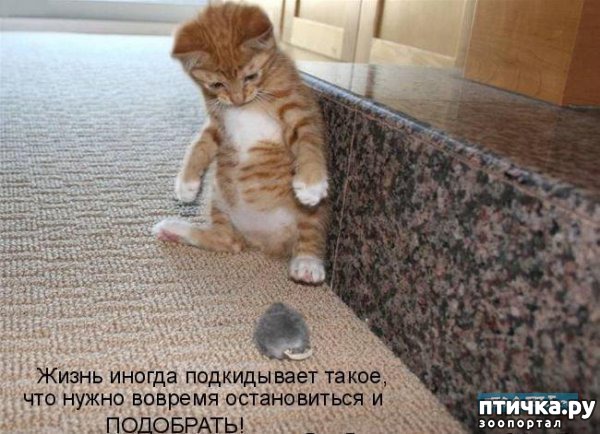 ���� 15: ��������� �����������: �����-�����!