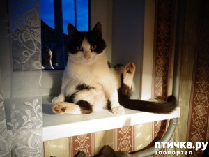 ����: �����������:��� ������� ����