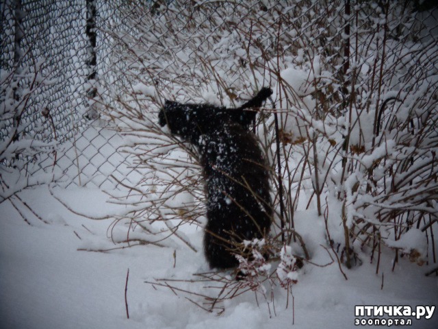 ���� 3: �����������:��� ������� ����