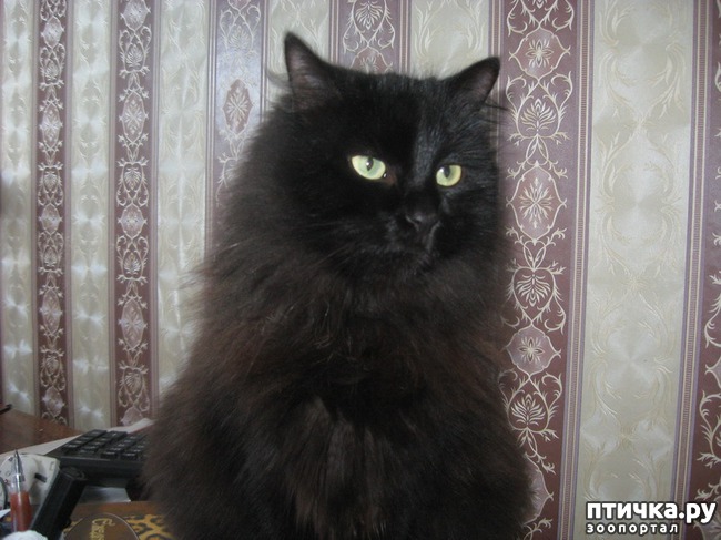 ���� 4: �����������:��� ������� ����