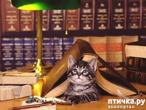 ����: ������ � �����