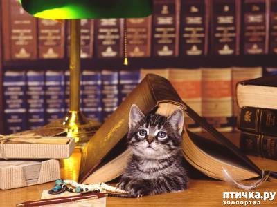 ���� 1: ������ � �����