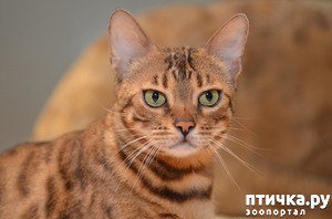 ����: ��� ����������� ����