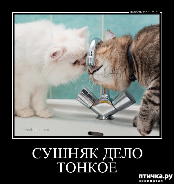 ���� 4: ���������� �����������: �������� ����� ������� ������� ������!