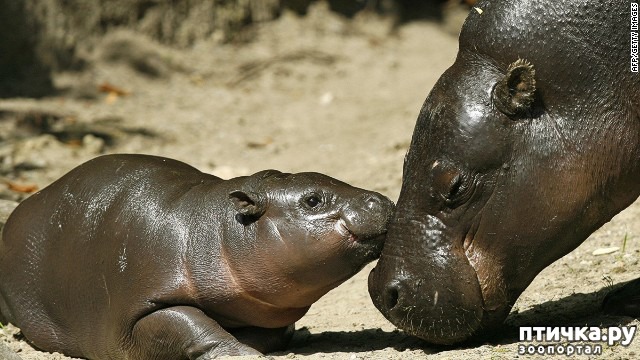 ���� 2: �����-����� 4