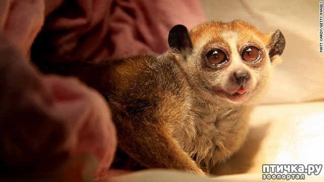 ���� 3: �����-����� 4