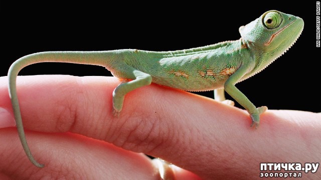 ���� 4: �����-����� 4