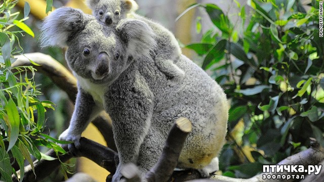 ���� 5: �����-����� 4