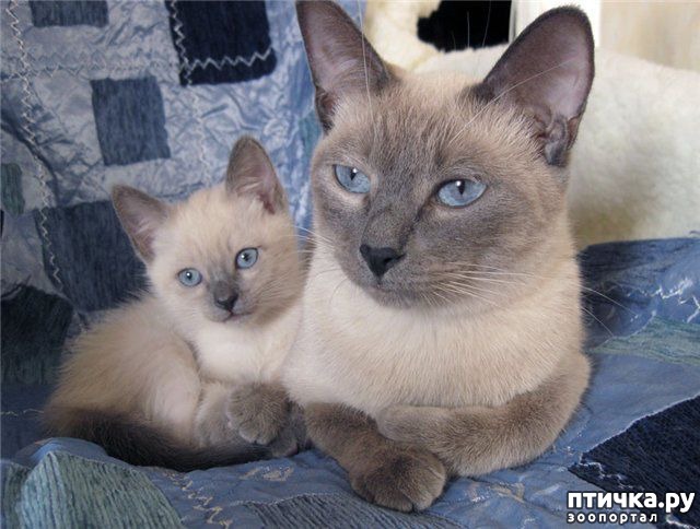 ���� 6: ��� �� ���������� ������� ����� �� ��������? (���������)