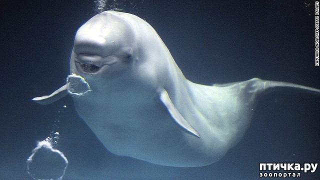 ���� 8: �����-����� 4