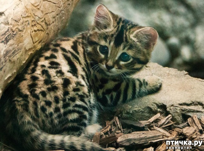 ���� 16: �����-����� 4