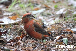 ����: ������