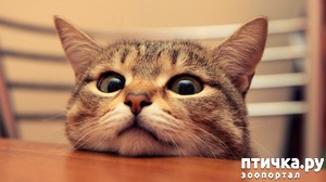 ����: ����� ������� ��������