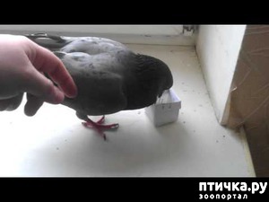 ����: ������.