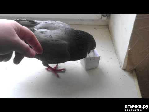 ���� 1: ������.