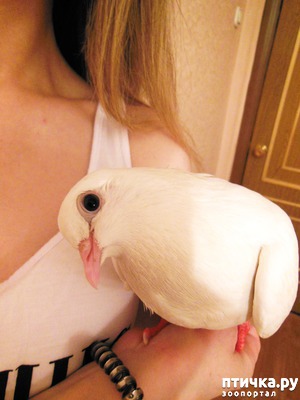 ����: ������-���������